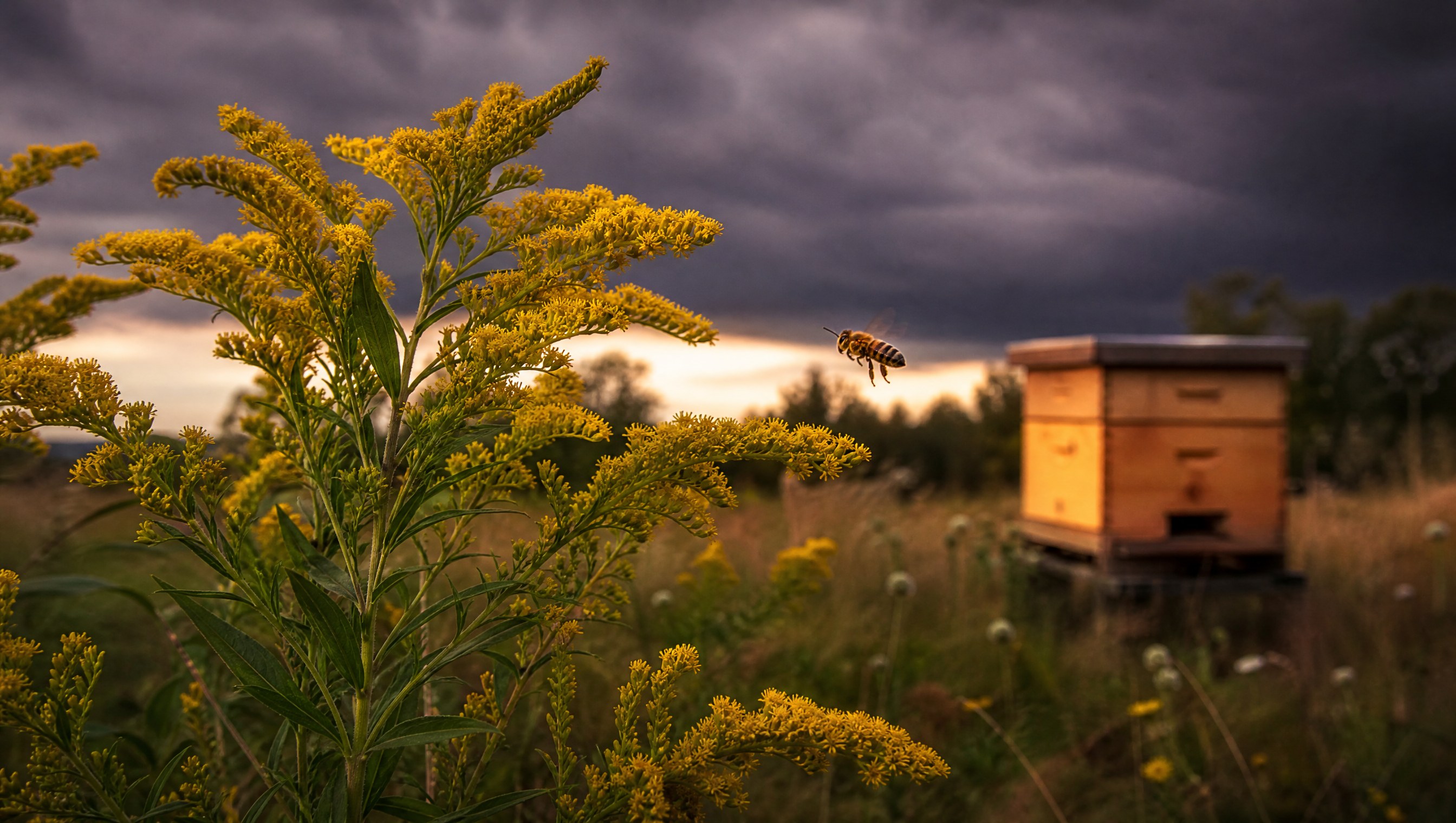 Honeybee flying from tall goldenrod toward a wooden hive under building storm clouds in late summer light