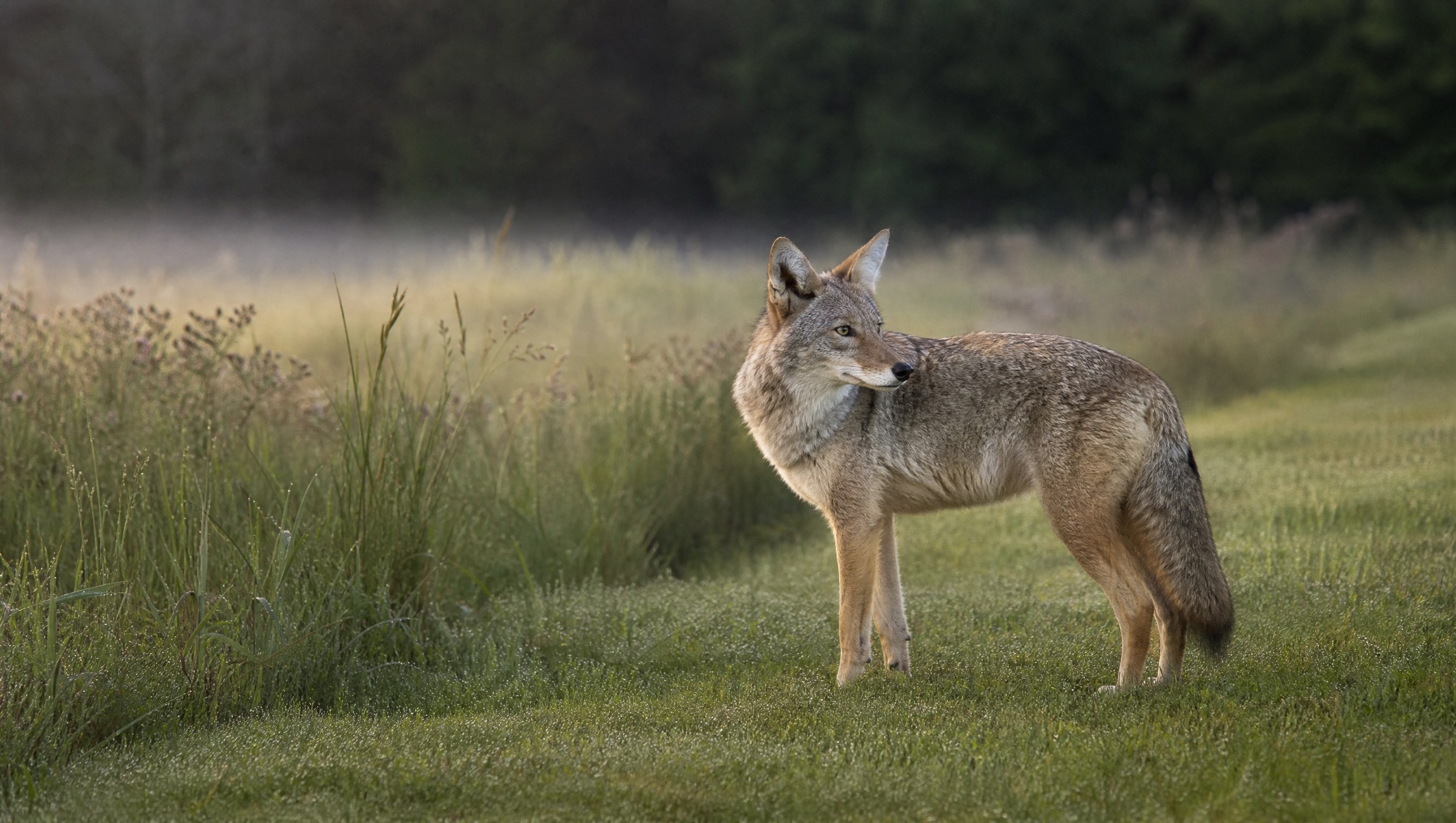 A single coyote standing at the dewy edge of a suburban lawn at first light, looking back over its shoulder toward a treeline