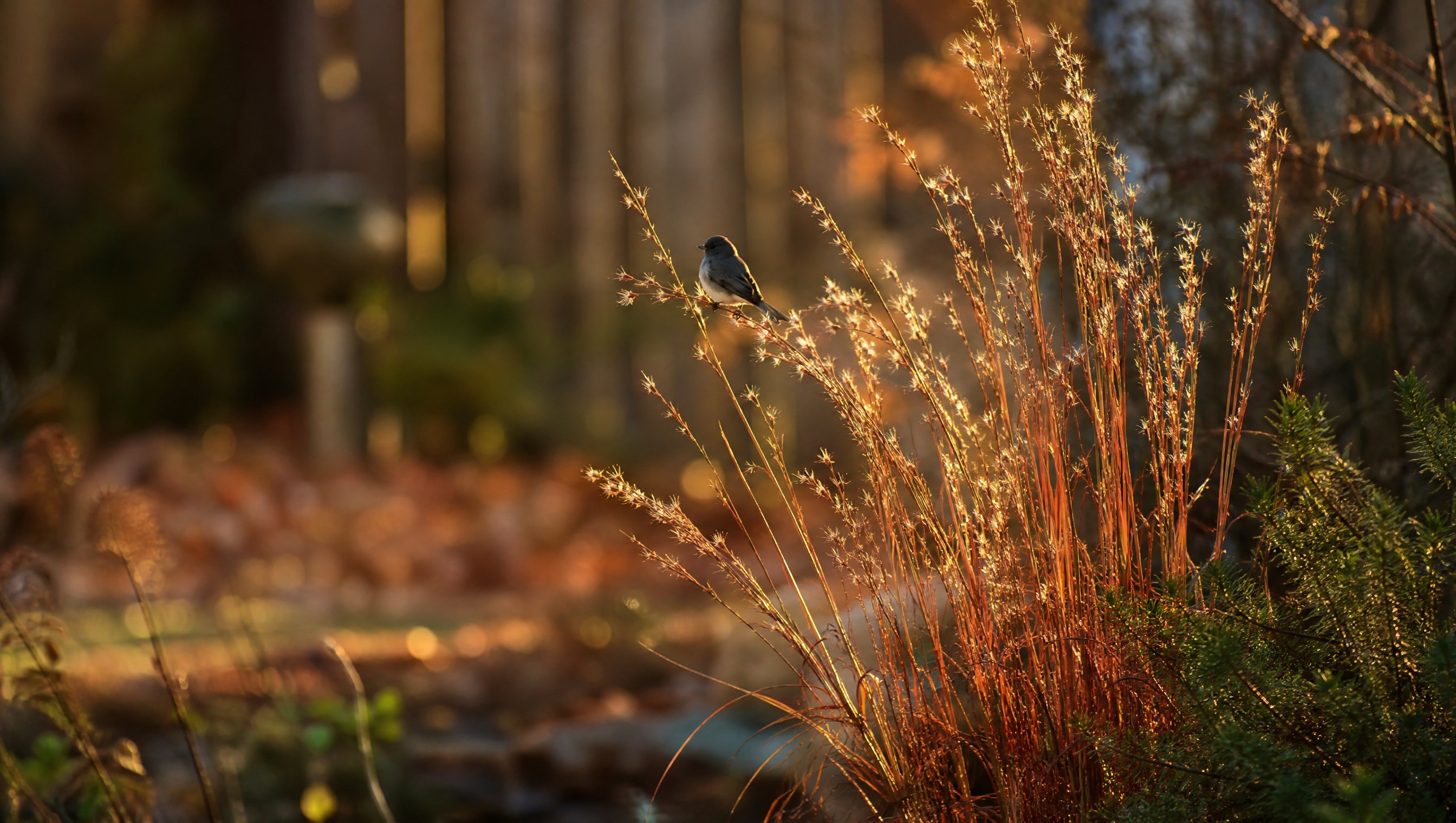 Clumps of little bluestem grass glowing copper and wine-red in late October sun, silvery seed tufts along the stems, a dark-eyed junco perched on one stem