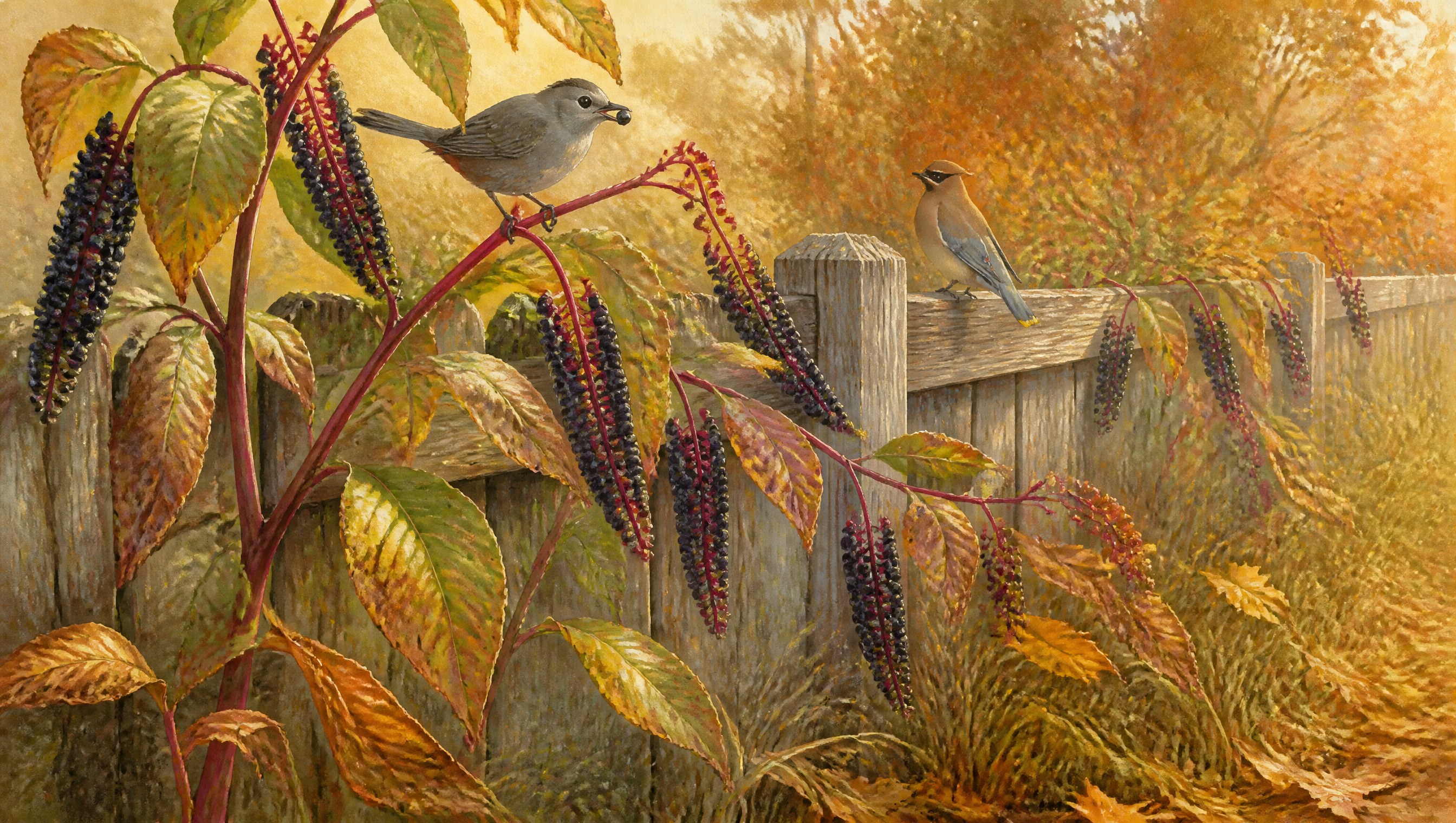 A tall pokeweed plant with magenta stems and drooping clusters of dark purple berries along a wooden fence in golden October light, a gray catbird holding a berry and a cedar waxwing on the rail