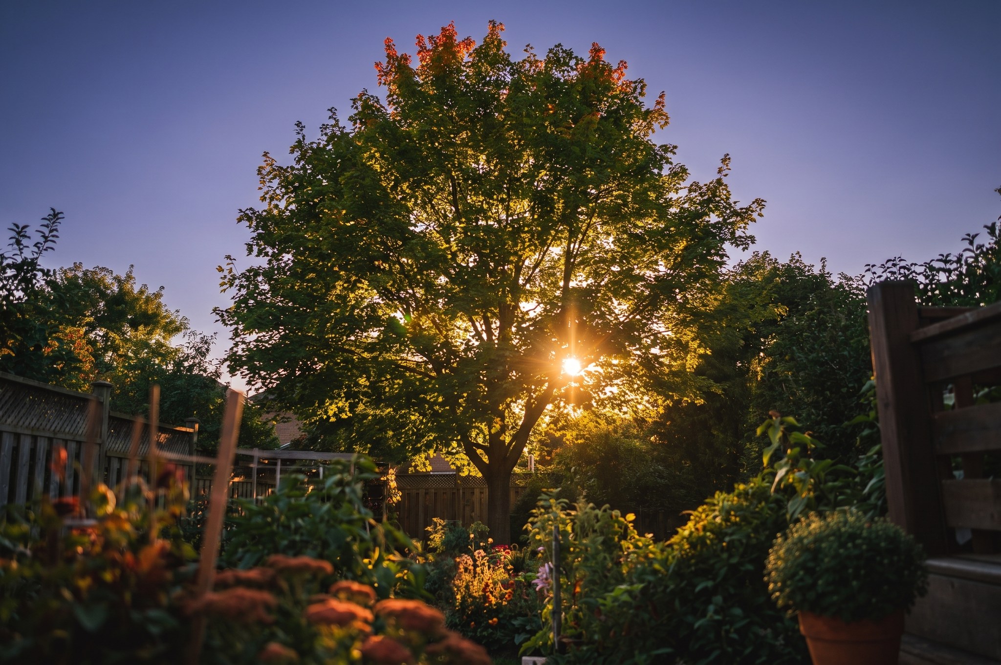 A backyard sugar maple at dusk with the first orange-red color starting at the very top of its green crown.