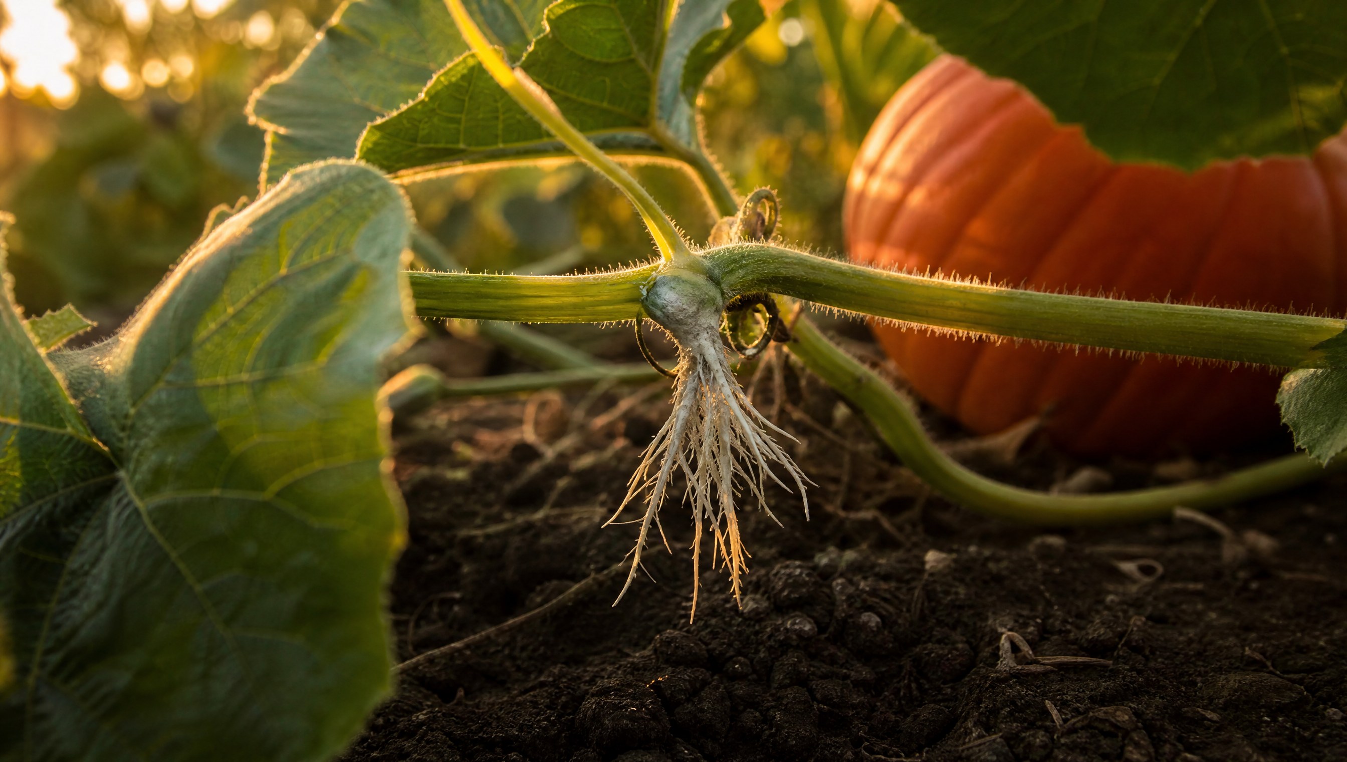 A section of pumpkin vine lifted off dark garden soil to show fine white roots growing from a leaf node, with big lobed leaves and a ripening orange pumpkin soft in the background