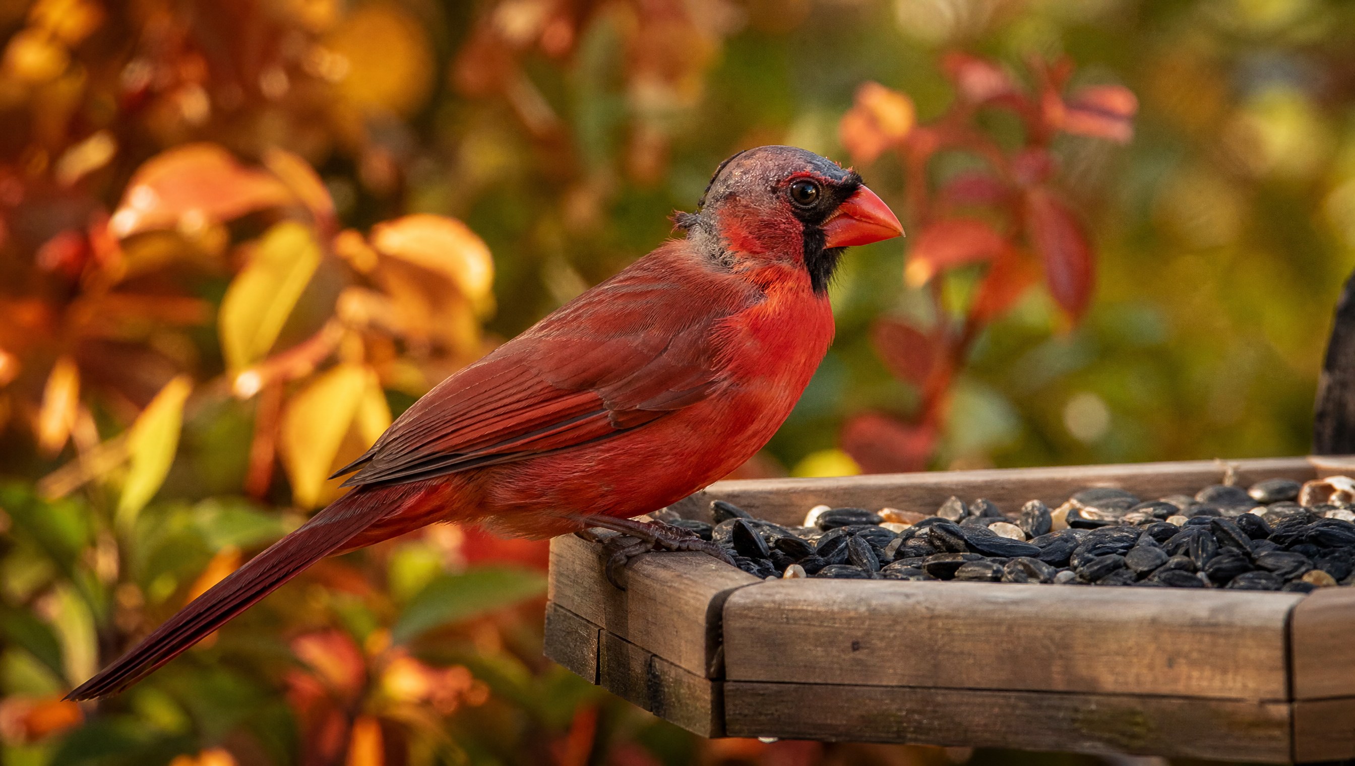 Male northern cardinal with a bald, dark head from the late-summer molt perched on a platform feeder of sunflower seed in golden autumn light