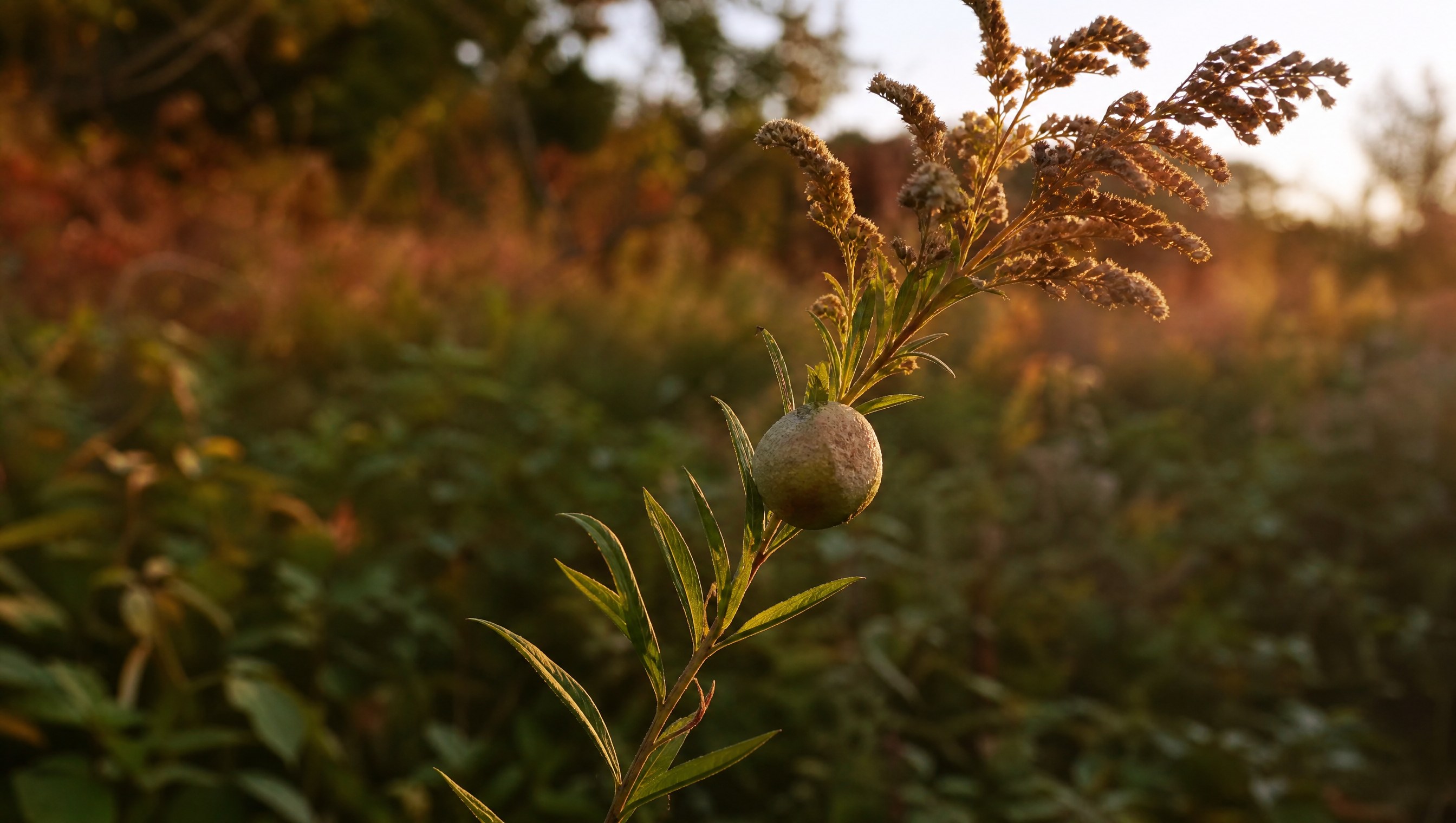Round goldenrod ball gall on a goldenrod stem with seed plumes glowing in low autumn sun