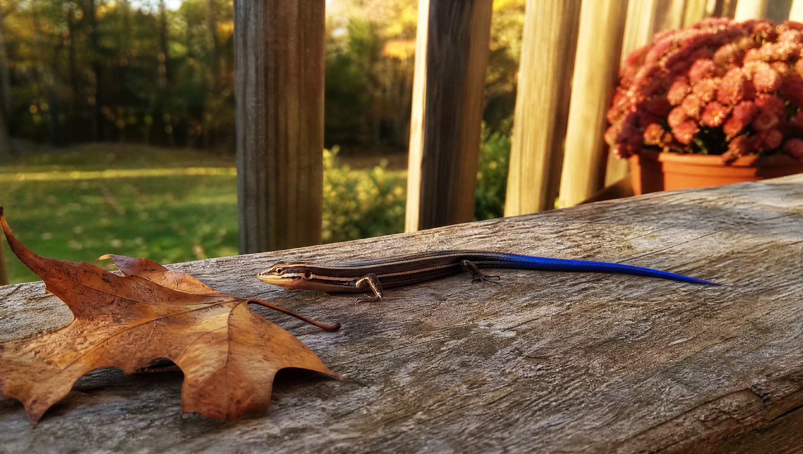 A slim striped five-lined skink with a vivid blue tail basking on a weathered deck rail in October sun beside a fallen oak leaf and a pot of mums