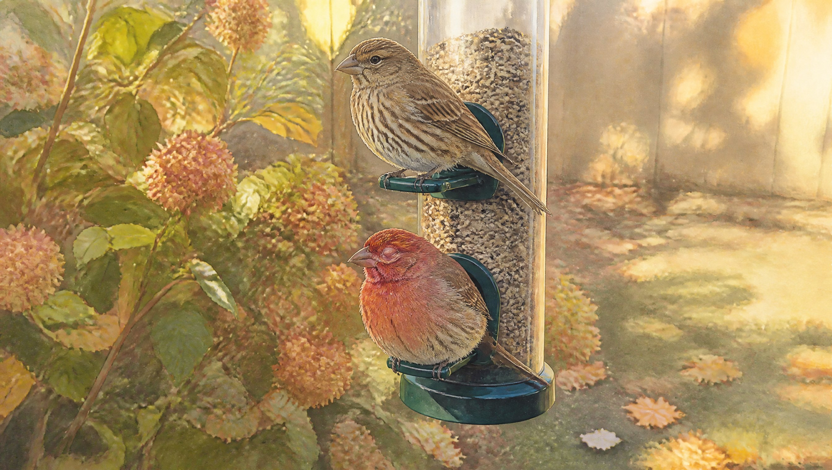 A male house finch with a swollen, crusted eye sitting fluffed up on the perch of a tube feeder in autumn morning light, a healthy female finch above