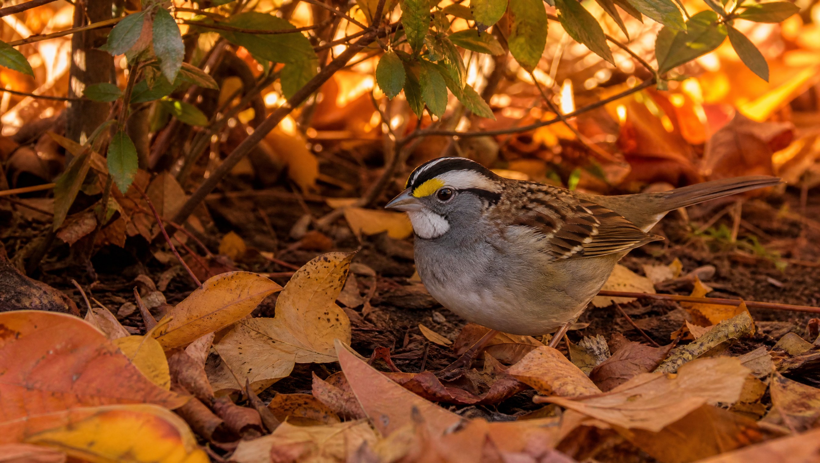 A white-throated sparrow with a bright white throat, a yellow spot by the eye and a black-and-white striped crown scratching in fallen autumn leaves under a shrub